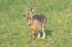 brown hare