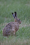 brown hare