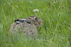 brown hare