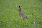 brown hare