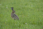 brown hare