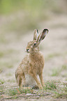 brown hare