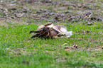 brown hare