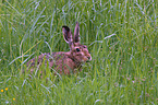 brown hare