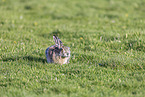 European brown hare