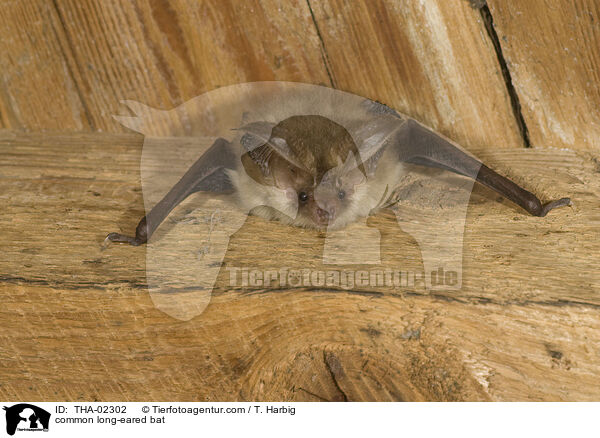 common long-eared bat / THA-02302