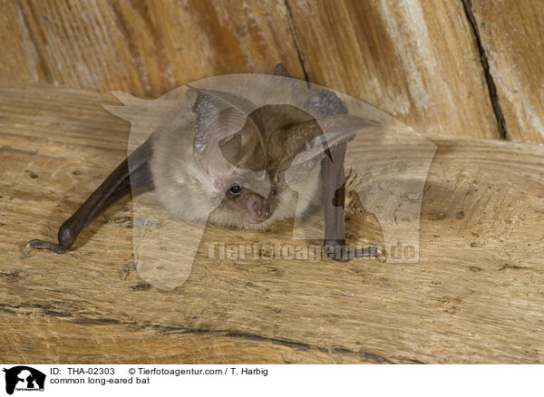 common long-eared bat / THA-02303