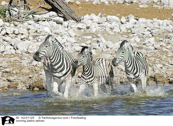 rennende Steppenzebras / running plains zebras / HJ-01125