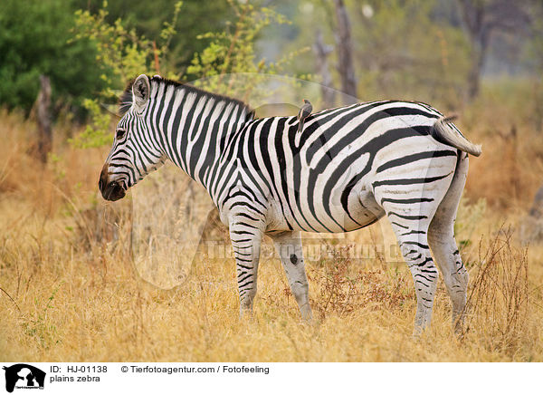 plains zebra / HJ-01138