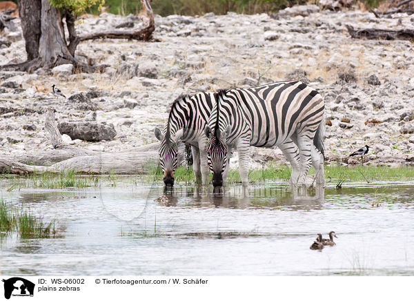 plains zebras / WS-06002