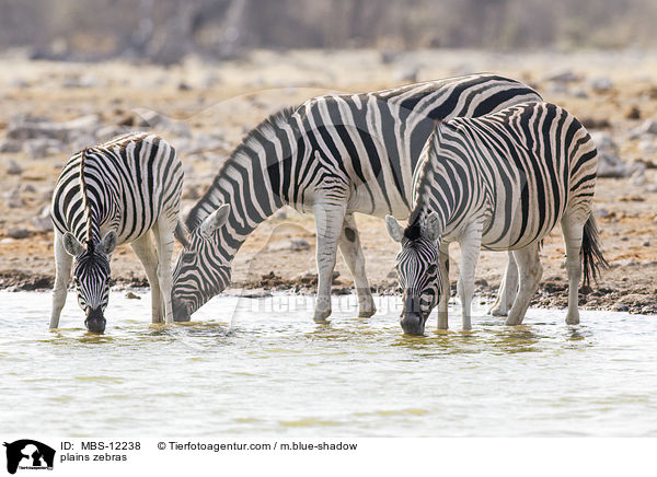 Steppenzebras / plains zebras / MBS-12238