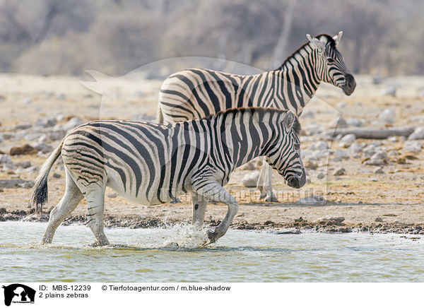 2 Steppenzebras / 2 plains zebras / MBS-12239