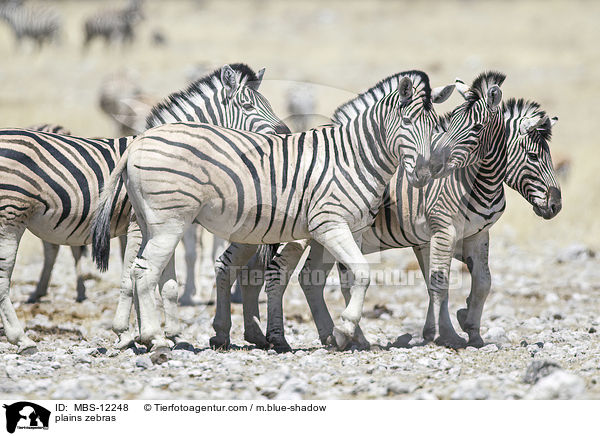 plains zebras / MBS-12248