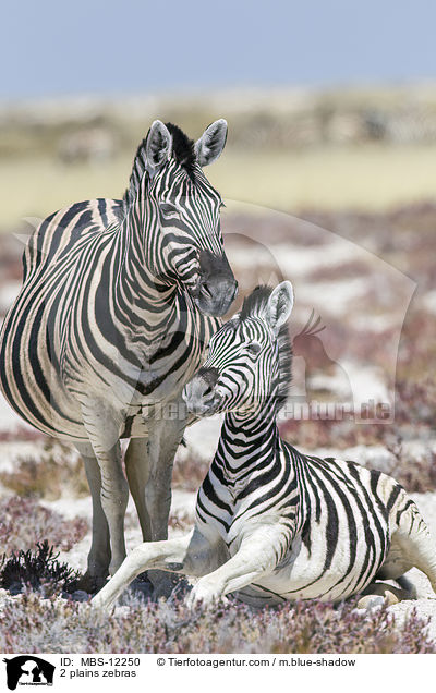 2 plains zebras / MBS-12250