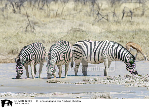 plains zebras / MBS-12269