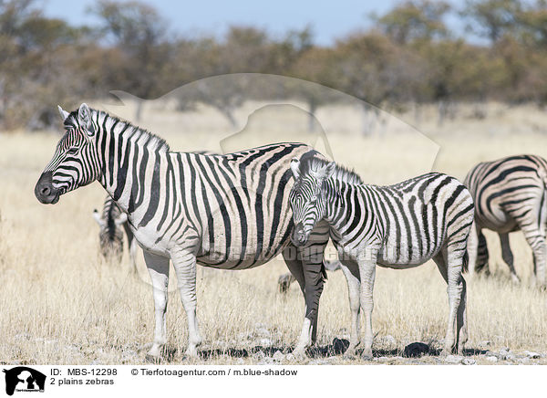 2 plains zebras / MBS-12298