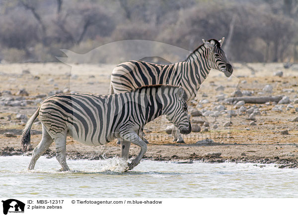 2 plains zebras / MBS-12317