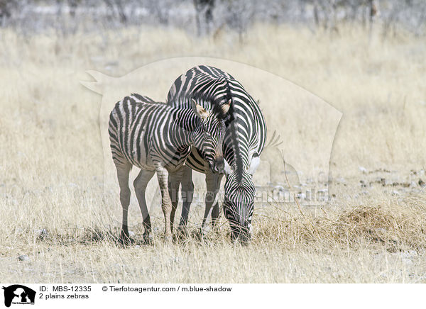 2 Steppenzebras / 2 plains zebras / MBS-12335