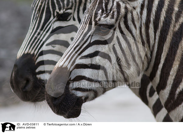 plains zebras / AVD-03811
