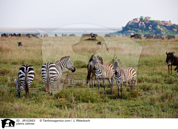 plains zebras / JR-02863