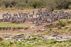 plains zebras