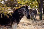 plains zebra