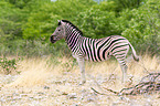 plains zebra