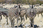 plains zebras