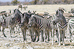 plains zebras