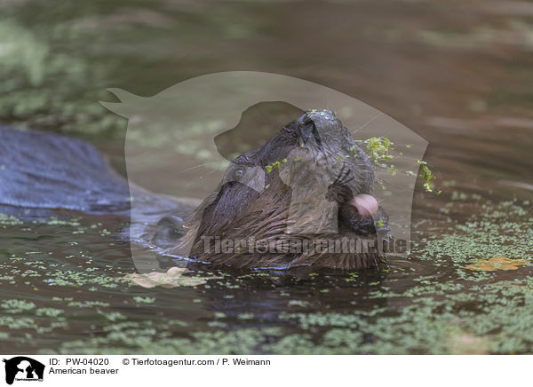 Kanadischer Biber / American beaver / PW-04020