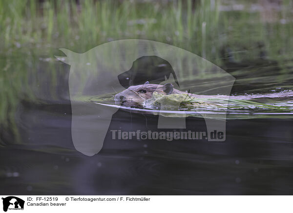 Canadian beaver / FF-12519