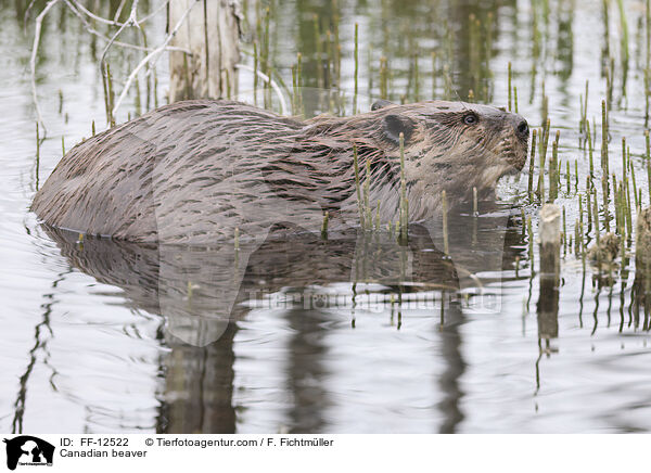 Canadian beaver / FF-12522