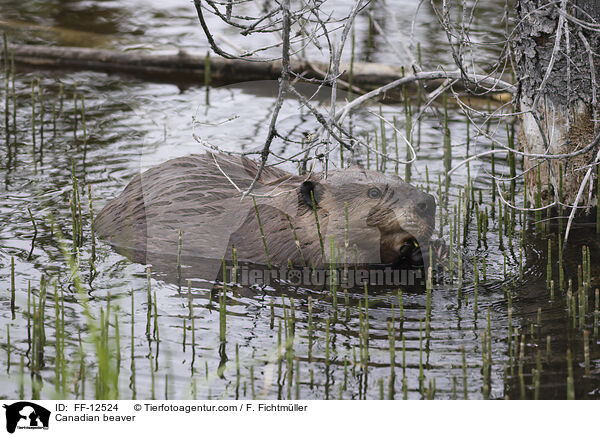 Kanadischer Biber / Canadian beaver / FF-12524