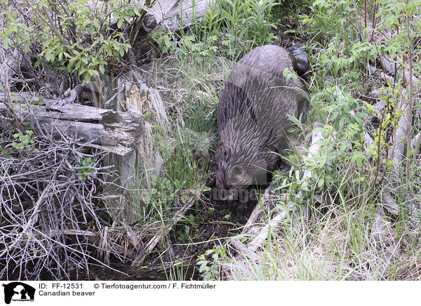 Kanadischer Biber / Canadian beaver / FF-12531