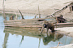 chacma baboon