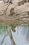 chacma baboon