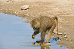 chacma baboon