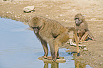 chacma baboon