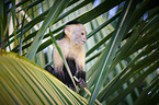 capuchin monkey