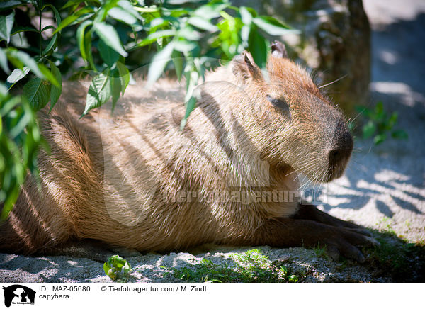 capybara / MAZ-05680