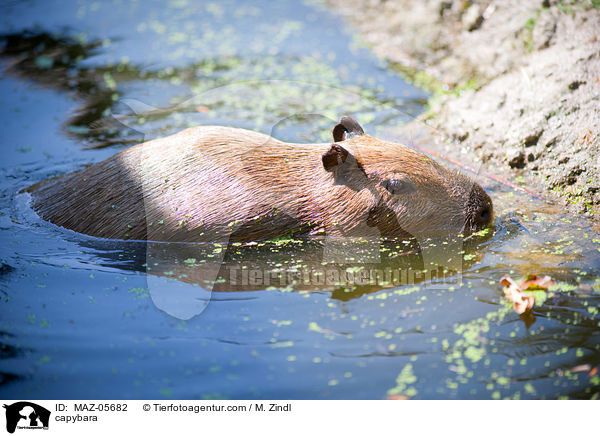 capybara / MAZ-05682