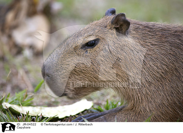 Capybara / JR-04522