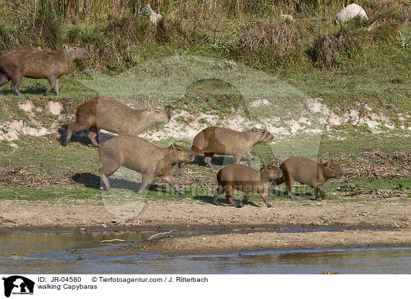walking Capybaras / JR-04580