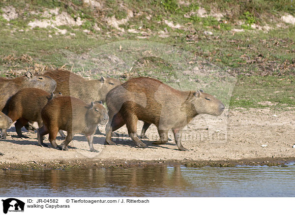 walking Capybaras / JR-04582