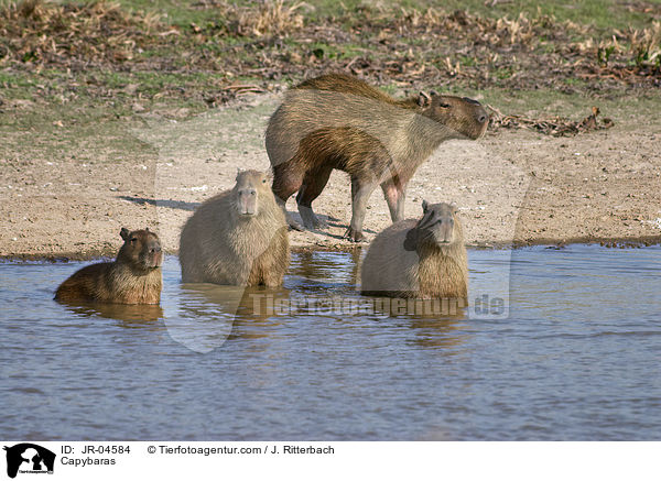 Capybaras / JR-04584
