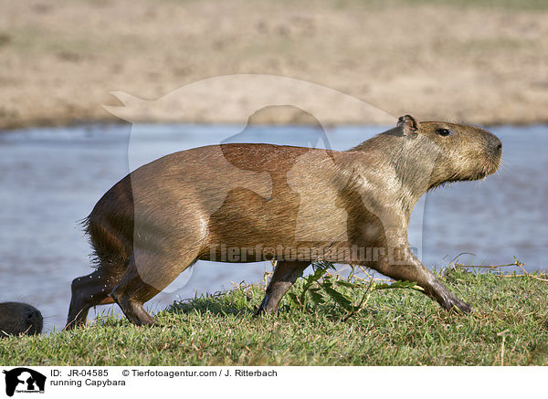 running Capybara / JR-04585