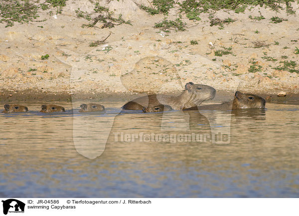 swimming Capybaras / JR-04586