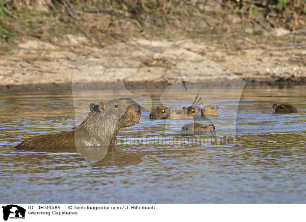 swimming Capybaras / JR-04589