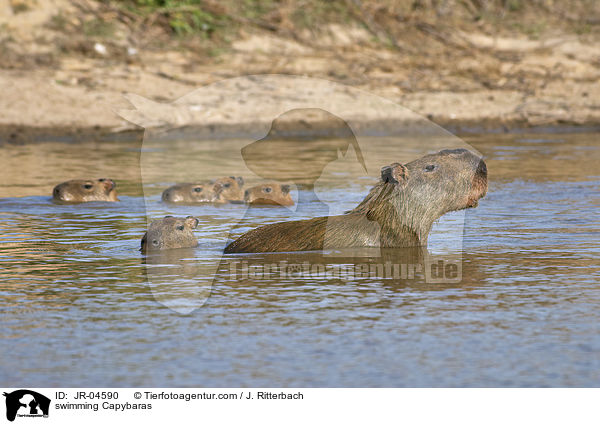 swimming Capybaras / JR-04590