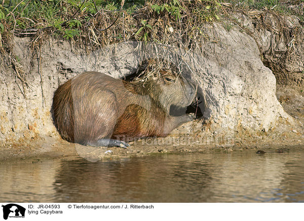 lying Capybara / JR-04593